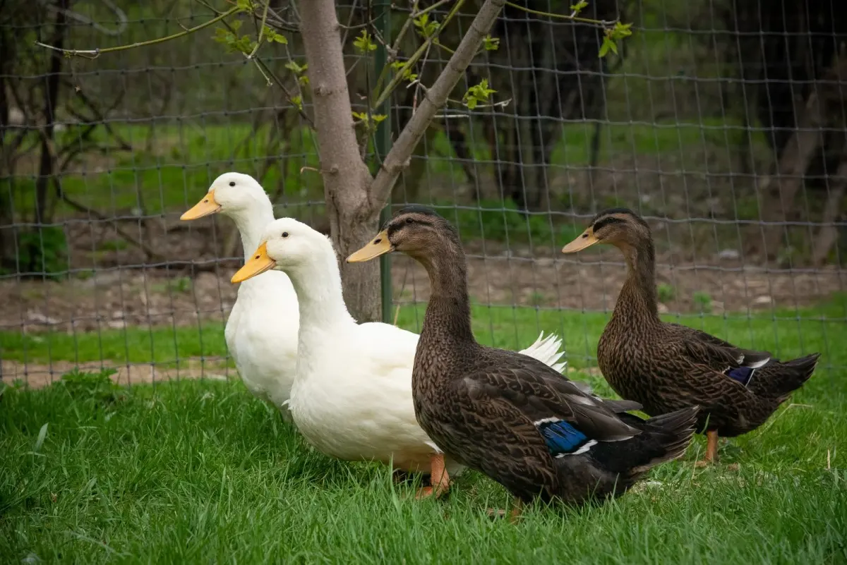 Ten Things You Didn't Know About Ducks