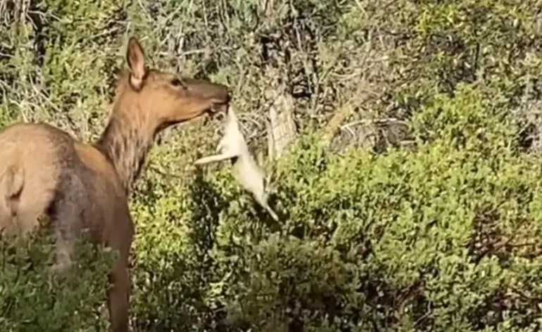Elk Casually Munches On A Rabbit Like It's Chewing On A Piece Of Grass