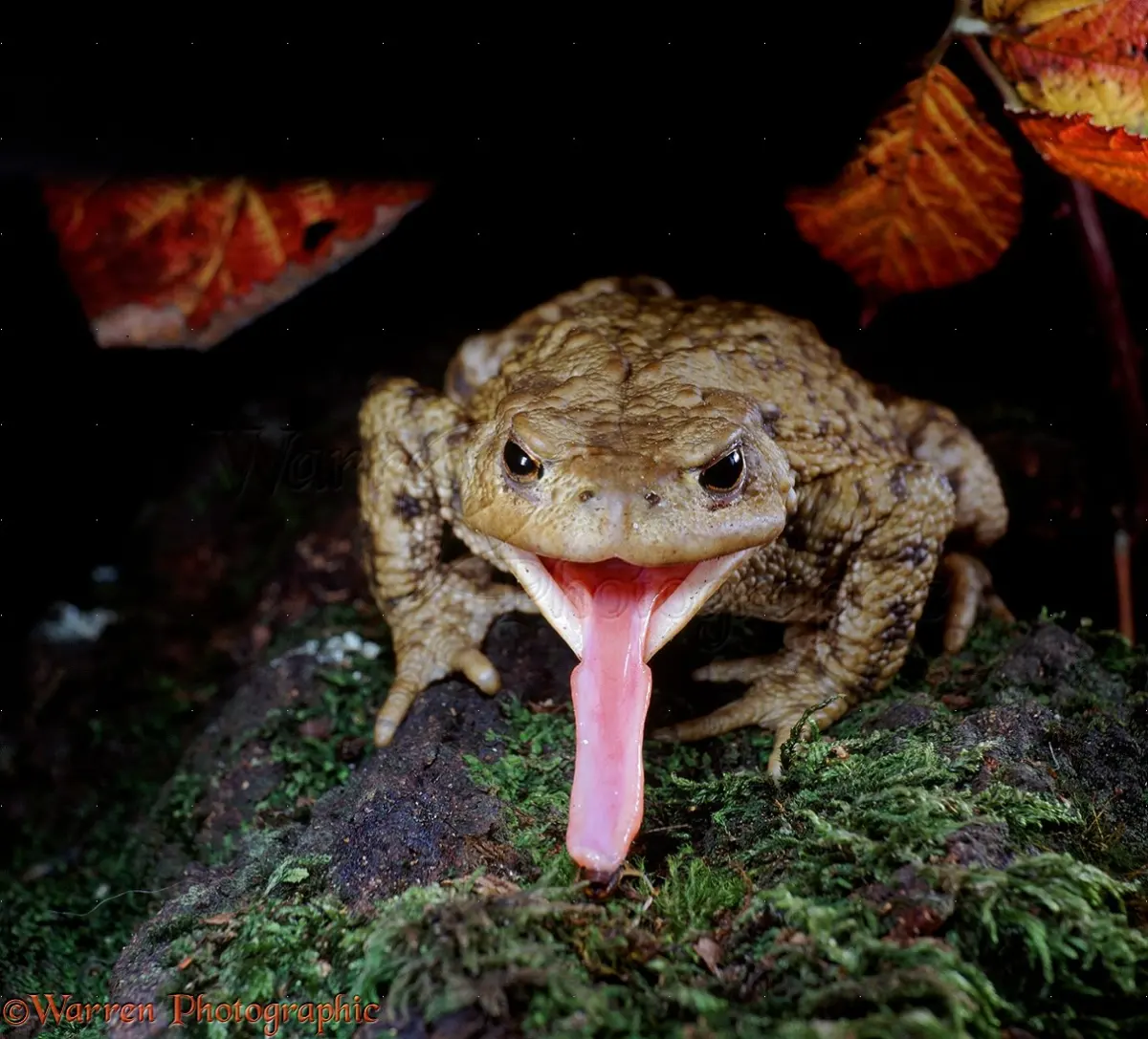 Toads eat — image 2