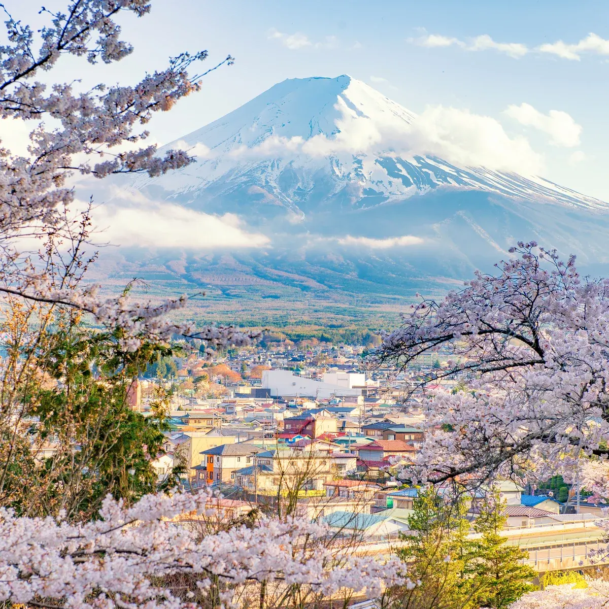 Japan cherry blossom festival cancelled because of unruly tourist 'crisis'