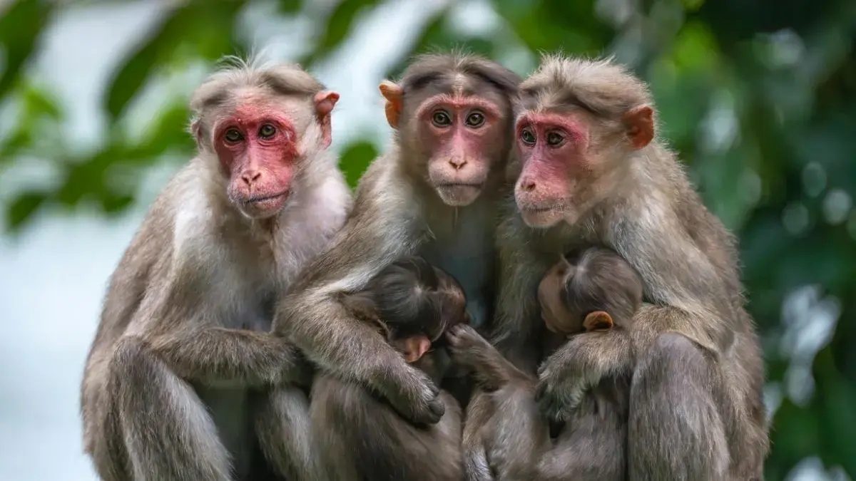 What is a Group of Monkeys called?