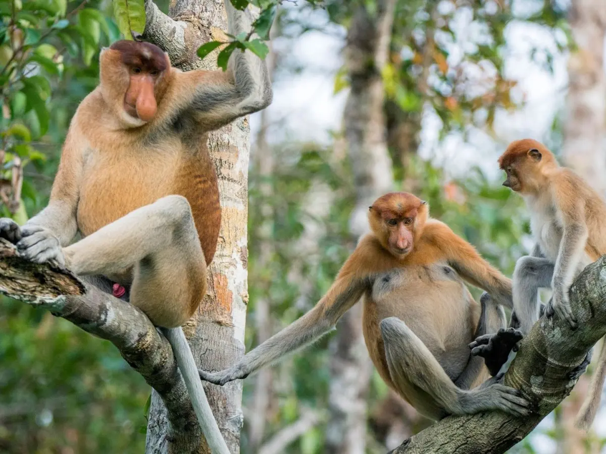 Monkeys: Facts about the largest group of primates