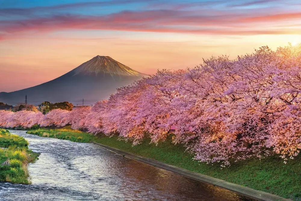 Cherry Blossoms Japan