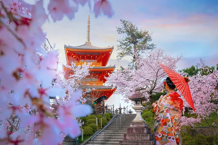Japan in Bloom or Ablaze? Uncover the Magic of Sakura vs Autumn Foliage