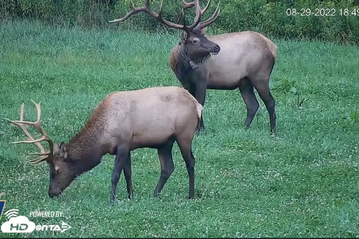 Pennsylvania Elk Cam goes live for 2023 bugling season
