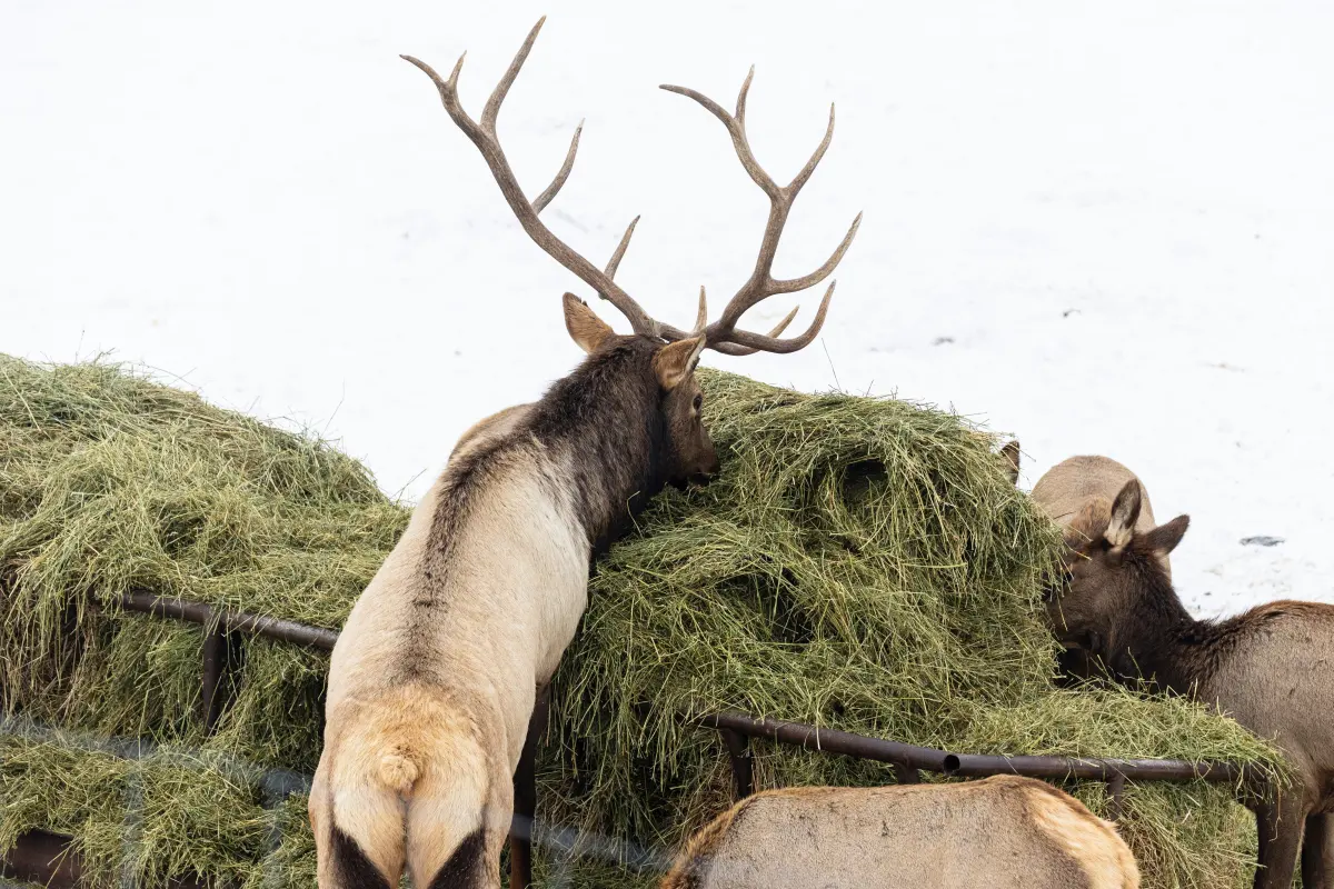 See Gaylord's famous elk herd all year long on new live cam