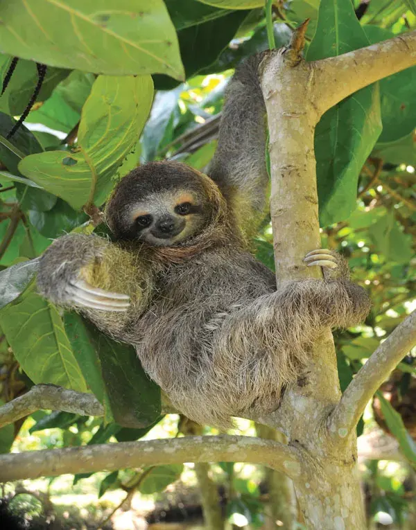 Sloths live — image 2