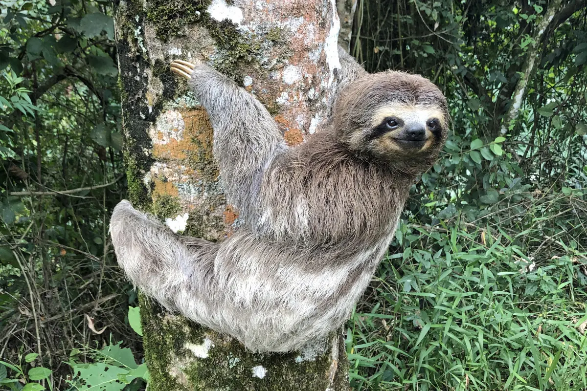 Sloths live — image 3