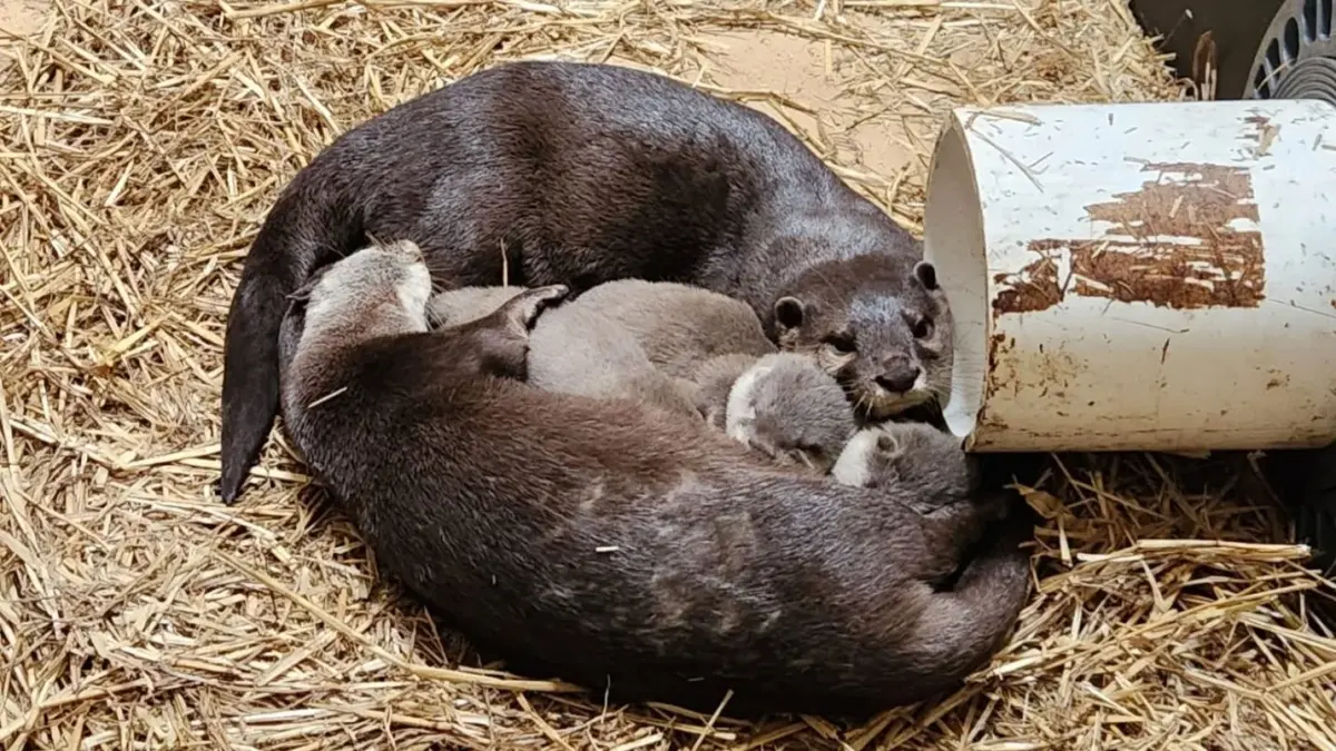 Meet the newborn baby otters at the Virginia Zoo