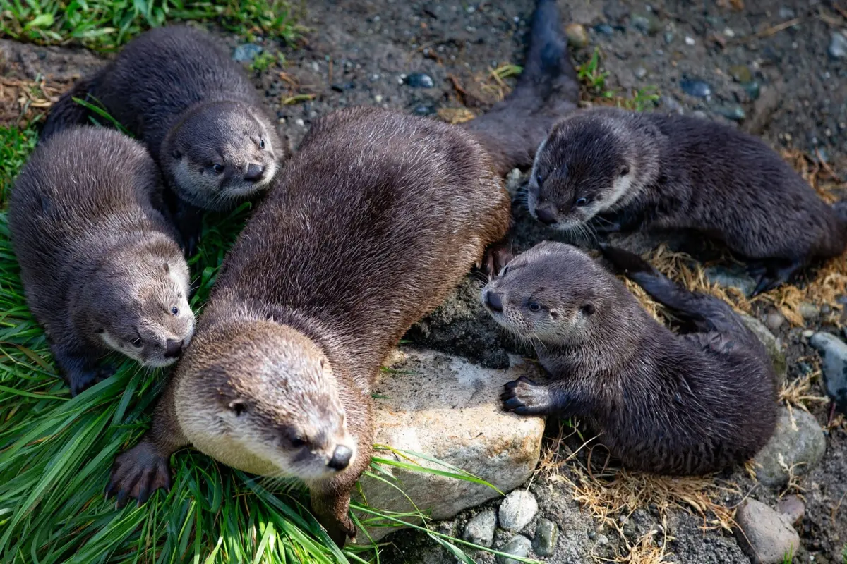 Babies otters — image 2