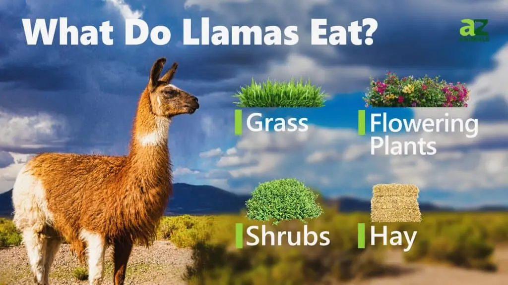 Llamas eat — image 2