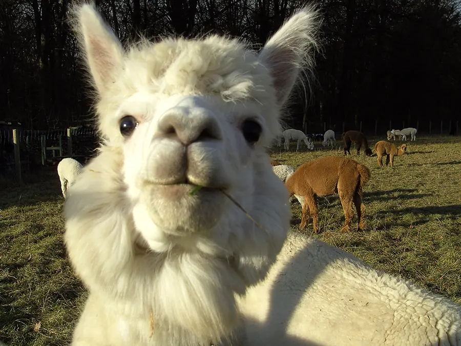 Challenges of Feeding Llamas and Alpacas!