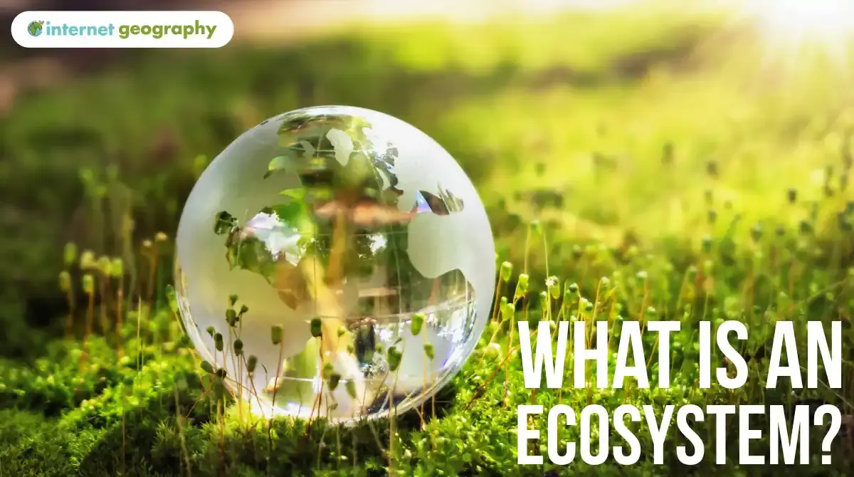 What is an ecosystem?