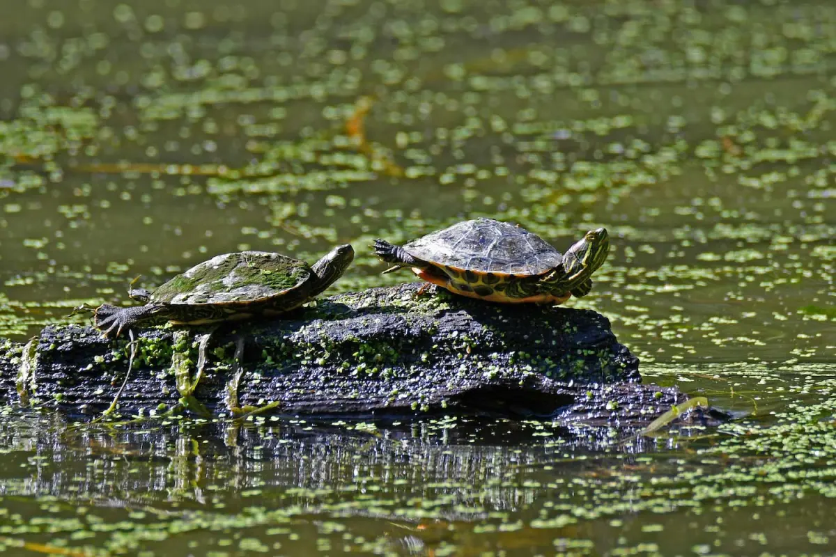 What's the difference?: Habitat vs. ecosystem