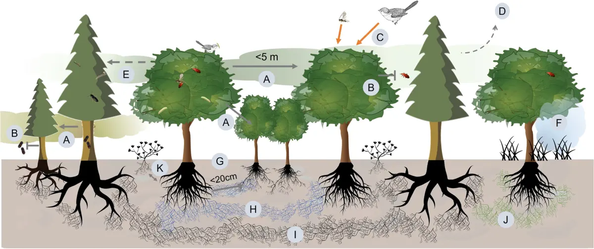 Trees communicate — image 2