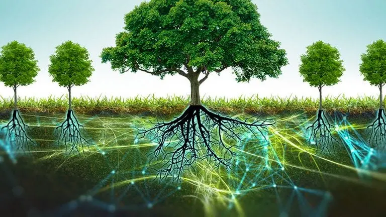 Trees communicate — image 3
