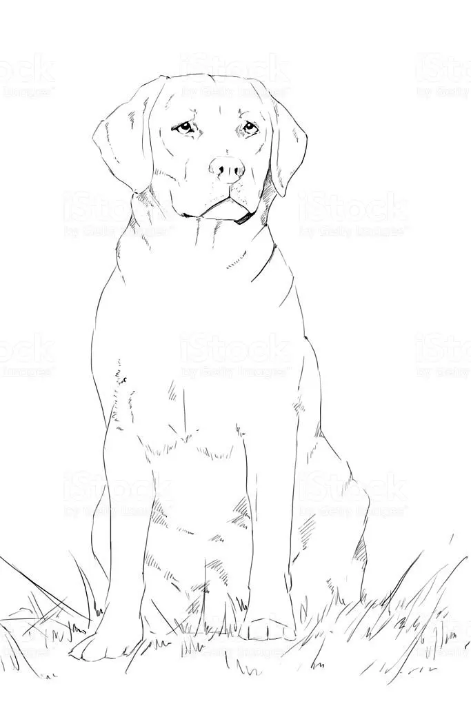 10 Best Sitting dog drawing ideas