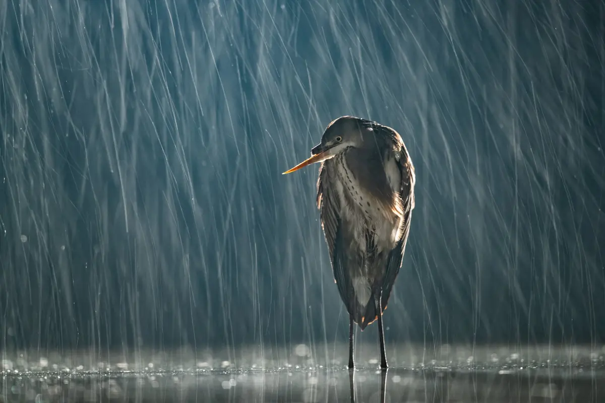 Rain, rain, Stay a While (or 'How I learned to love precipitation')