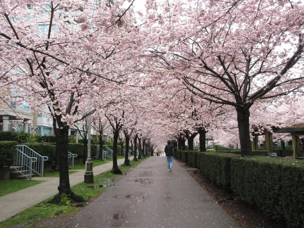 Experience Vancouver Cherry Blossom Festival