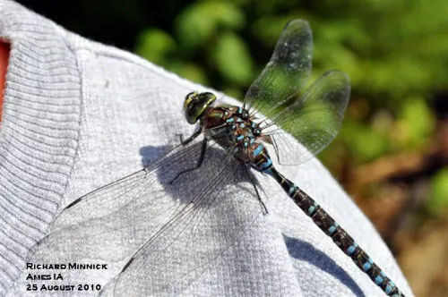 Dragonflies and Damselflies