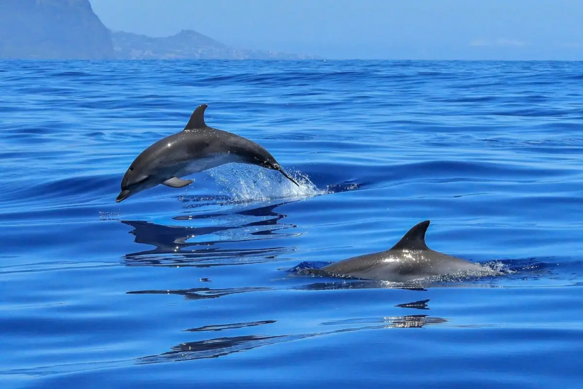 How Long Do Dolphins Live? Facts About Marine Parks