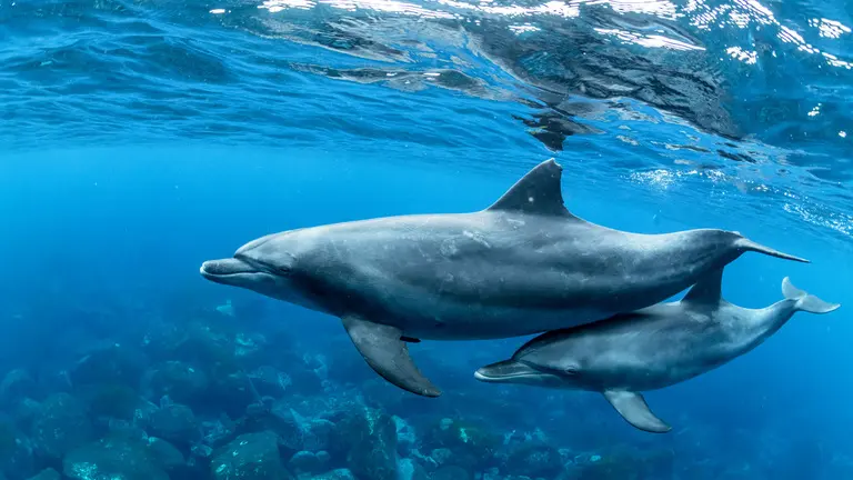 Dolphins: Facts, Habitat, Diet, Threats, & Conservation
