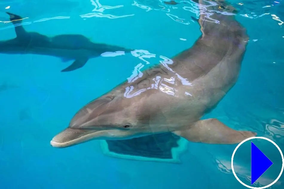 Dolphins