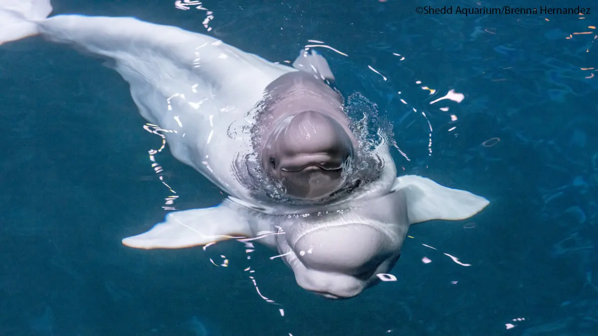 How many babies do whales have