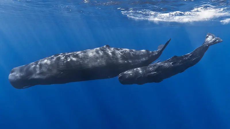 Whales Offspring