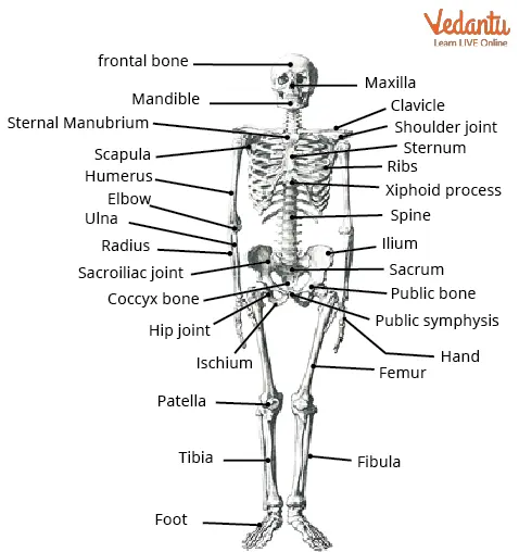 Bones in Your Body