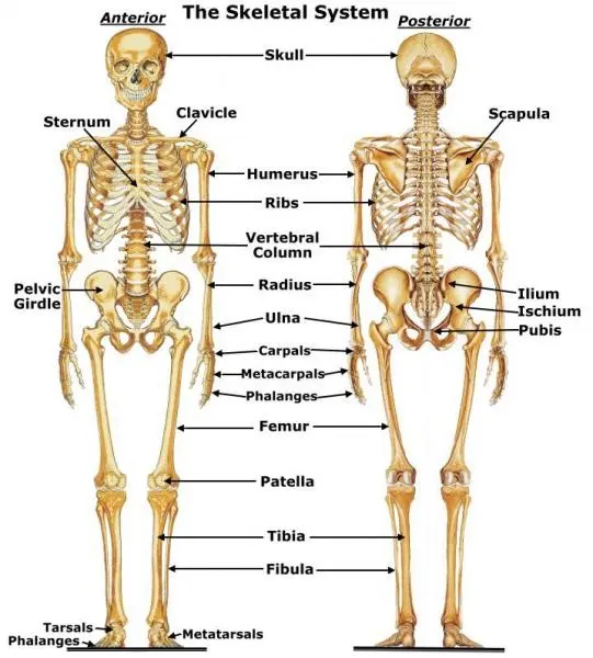 Bones human body — image 3