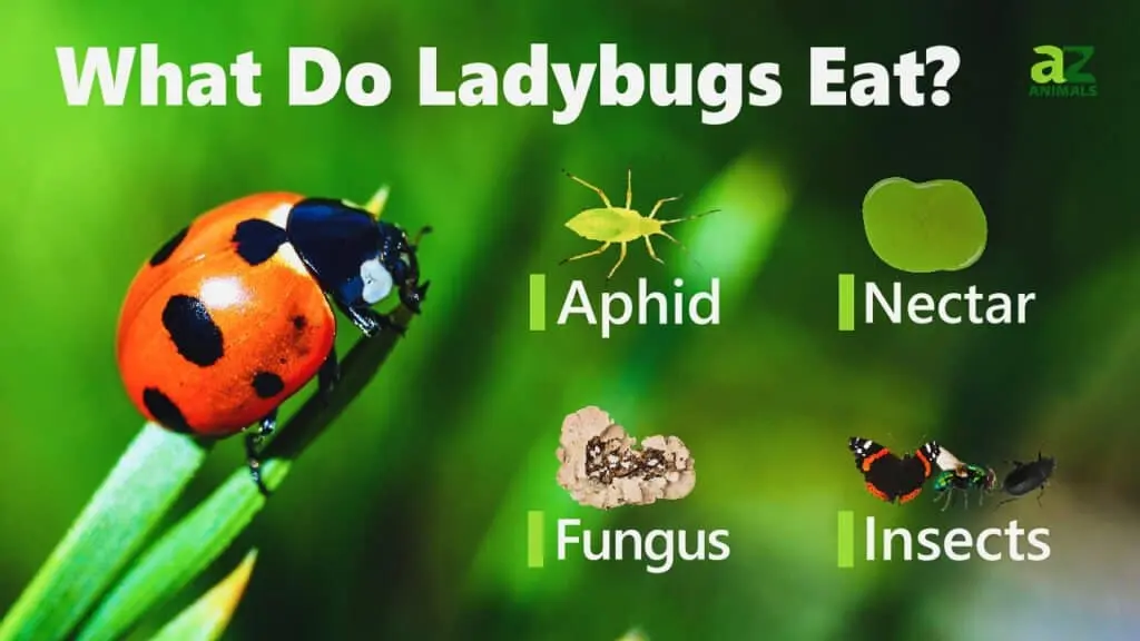 Ladybugs eat — image 2
