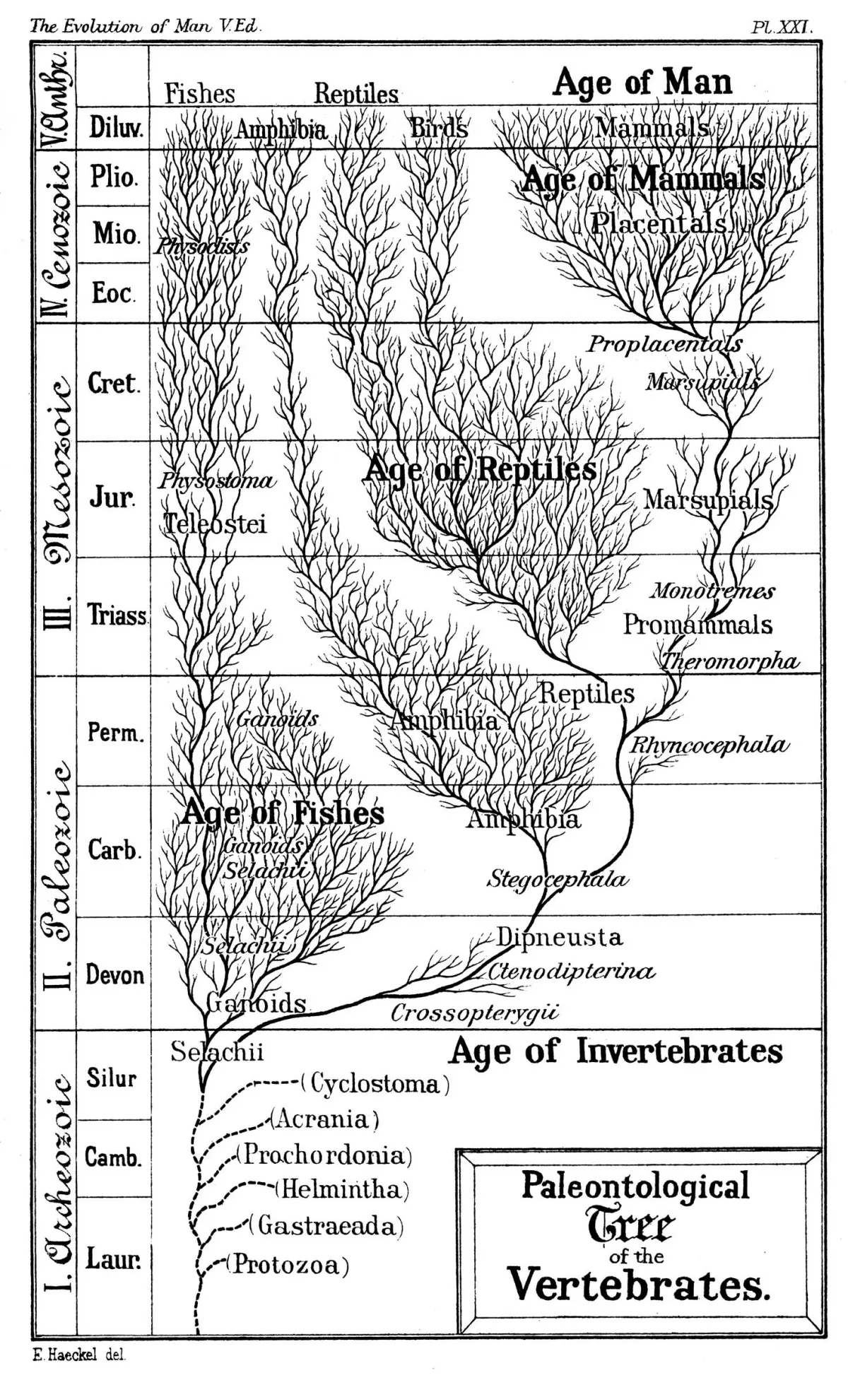 Introduction to evolution