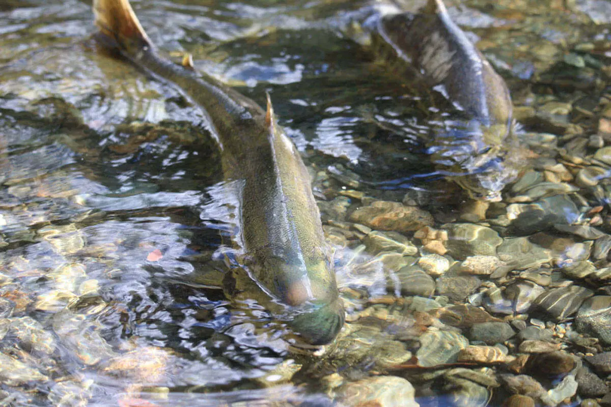 Where to spot salmon: Vancouver Island