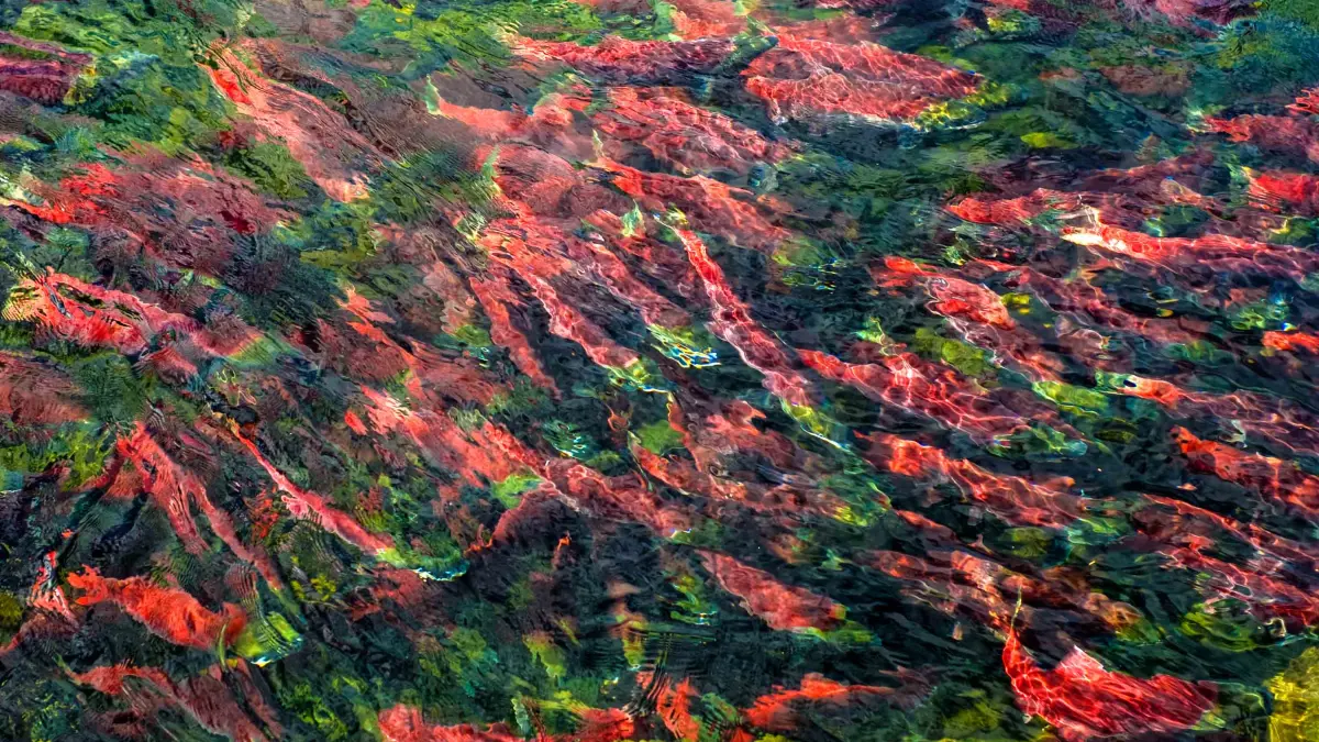British Columbia's sockeye bizarre, beautiful salmon run