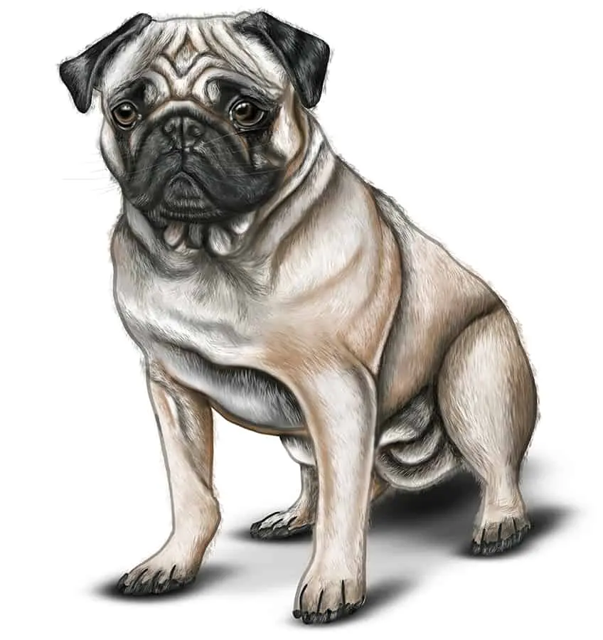 How to Draw a Pug