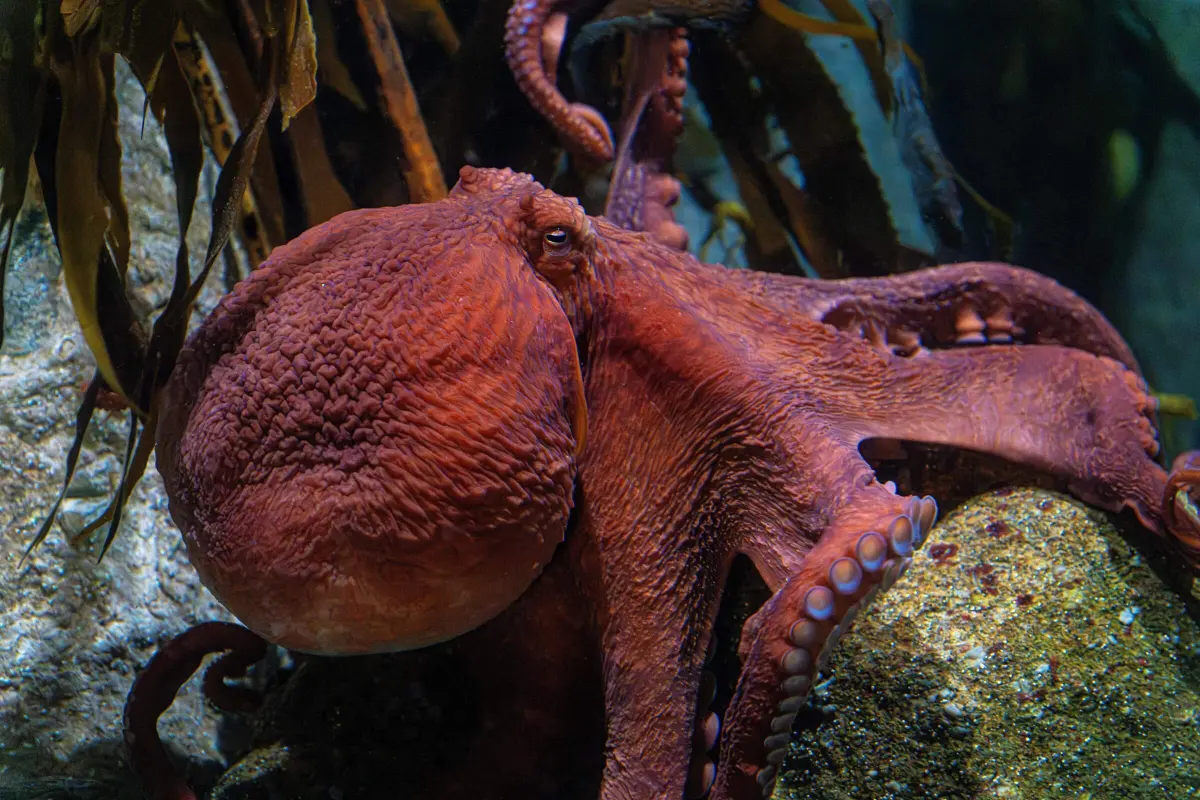 Where do octopuses live