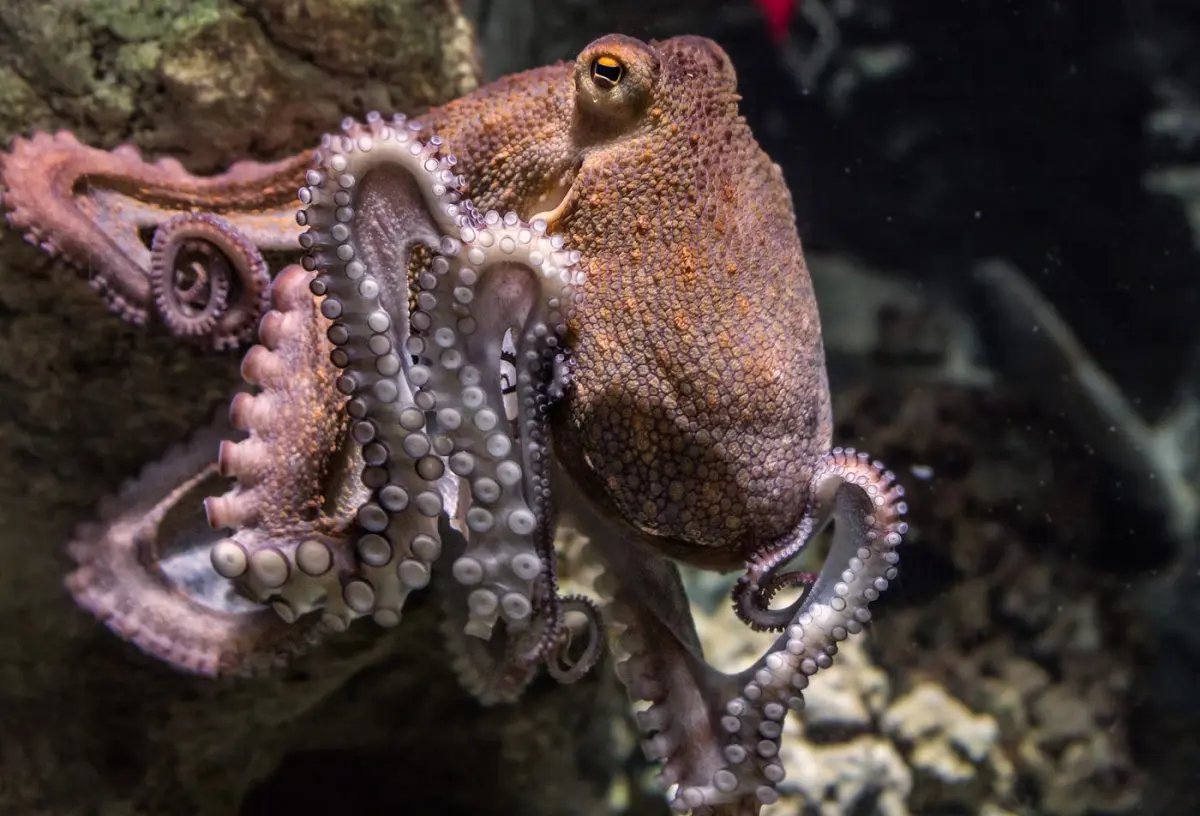 Octopuses live — image 2