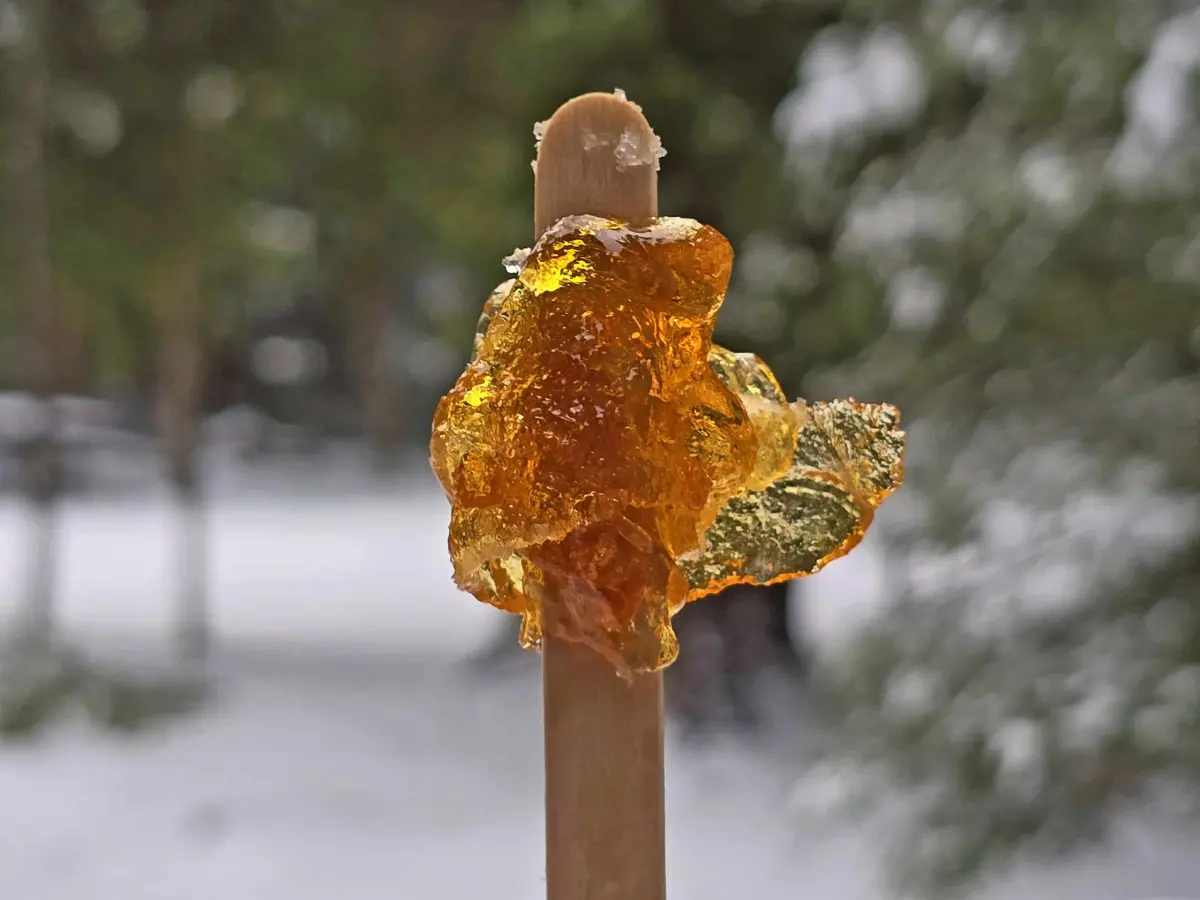 How to Make Maple Taffy in the Snow