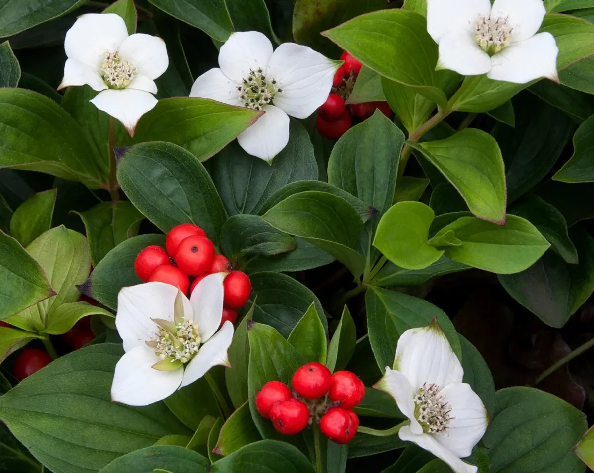 Official national flower for Canada