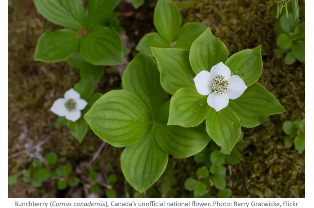 Canada's (Unofficial) National Flower