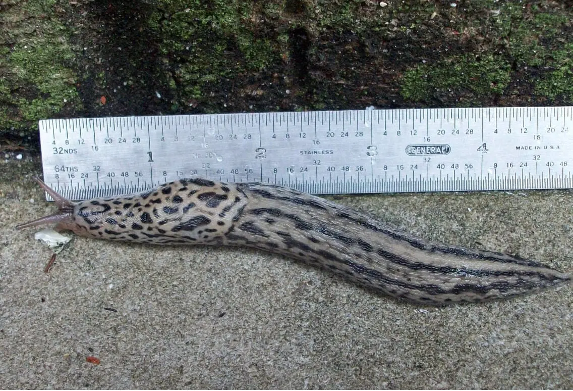 On giant slugs and spring bulbs