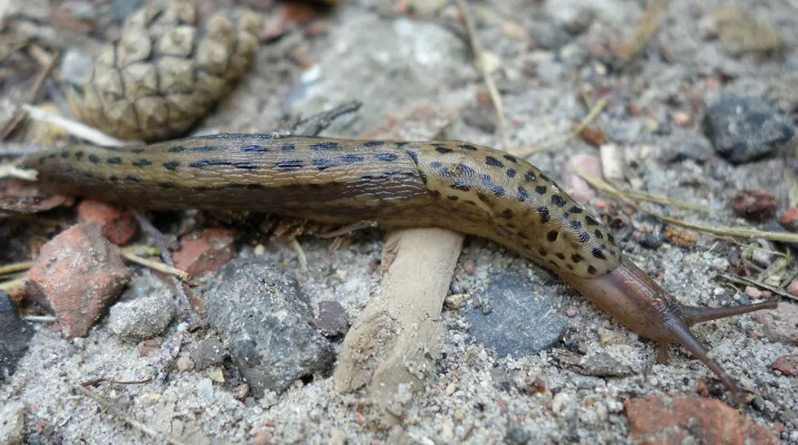 Biggest Slugs"