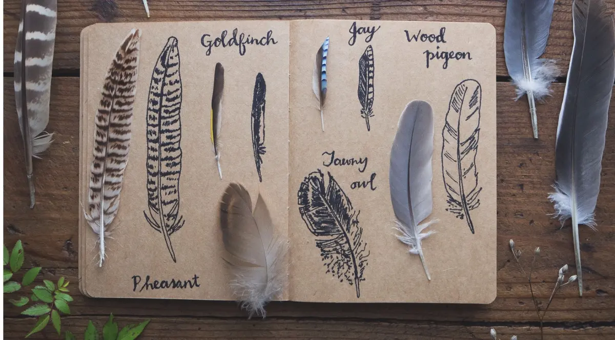 How to draw feathers