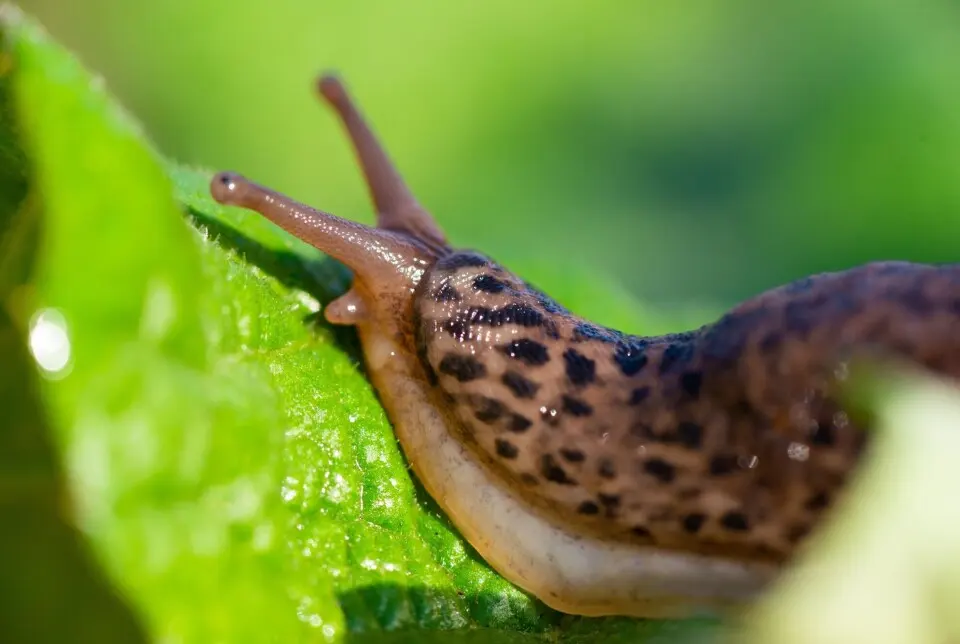 The secret lives of slugs: Where do they hide and why do the come out after rain?
