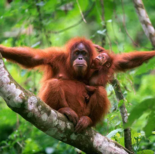 Where Orangutans Live and 8 Fascinating Facts