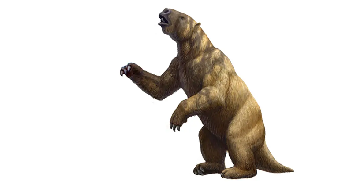 Big sloths — image 2