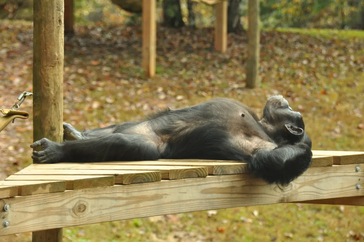 Chimpanzees live — image 2