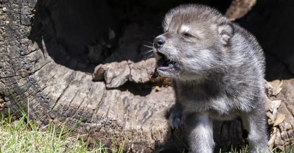 Baby Wolves: 7 Wolf Pup and 7 Facts