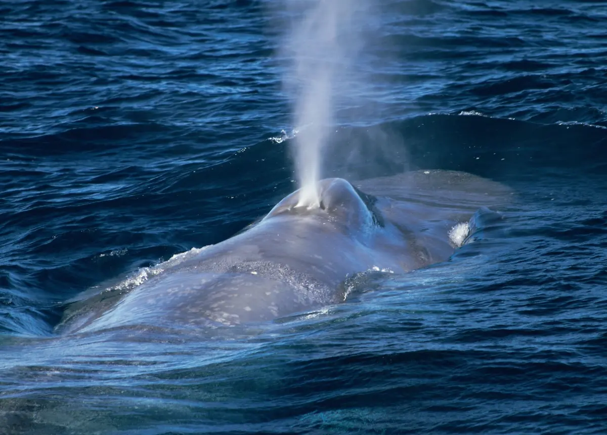 Clues from an endangered blue whale population